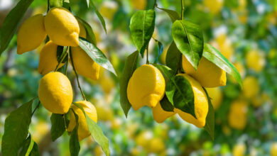 health benefits of lemon scaled 1