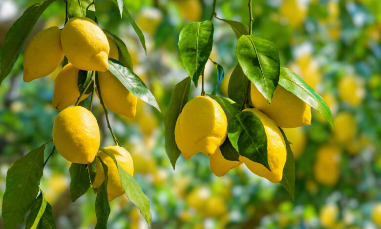 health benefits of lemon scaled 1