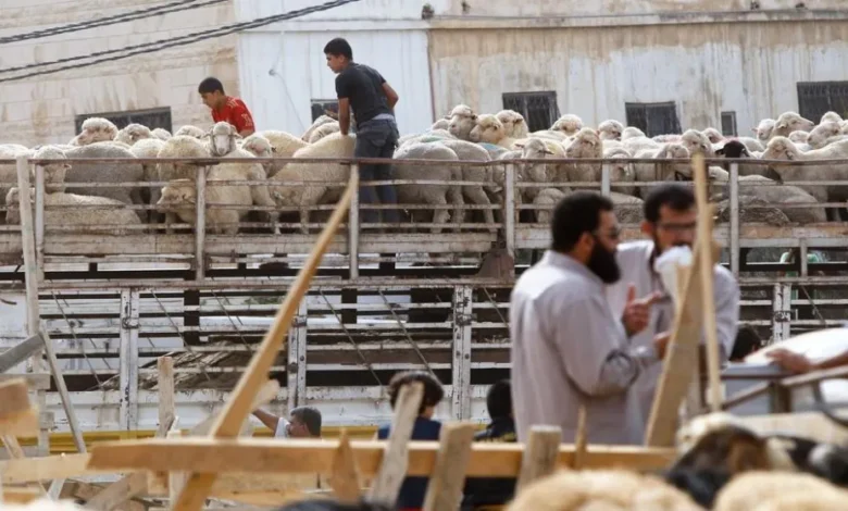 إليكم توقعات أسعار الأضاحي في الأردن. حظر بيع الاضاحي
