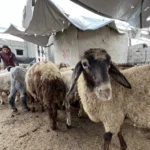 Livestock-in-Gaza2-1779611611