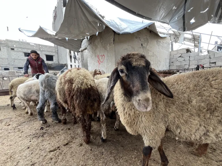 Livestock-in-Gaza2-1779611611