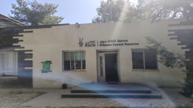 دبين